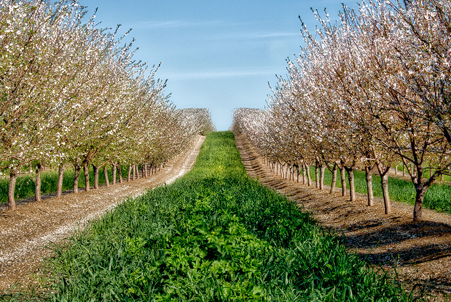almond orchard with neat cover crops