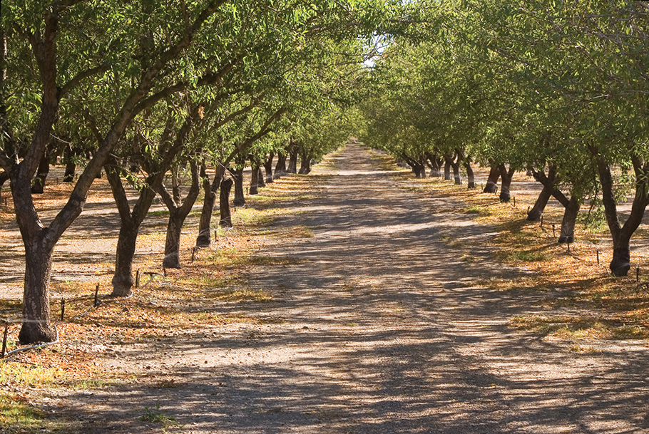 conventional almond orchard with bare soil