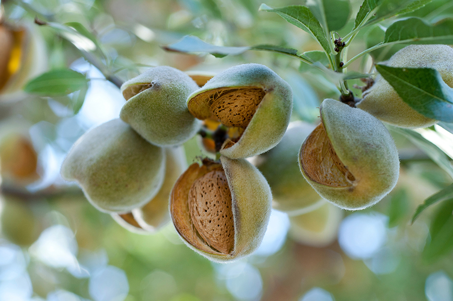 almonds on a tree
