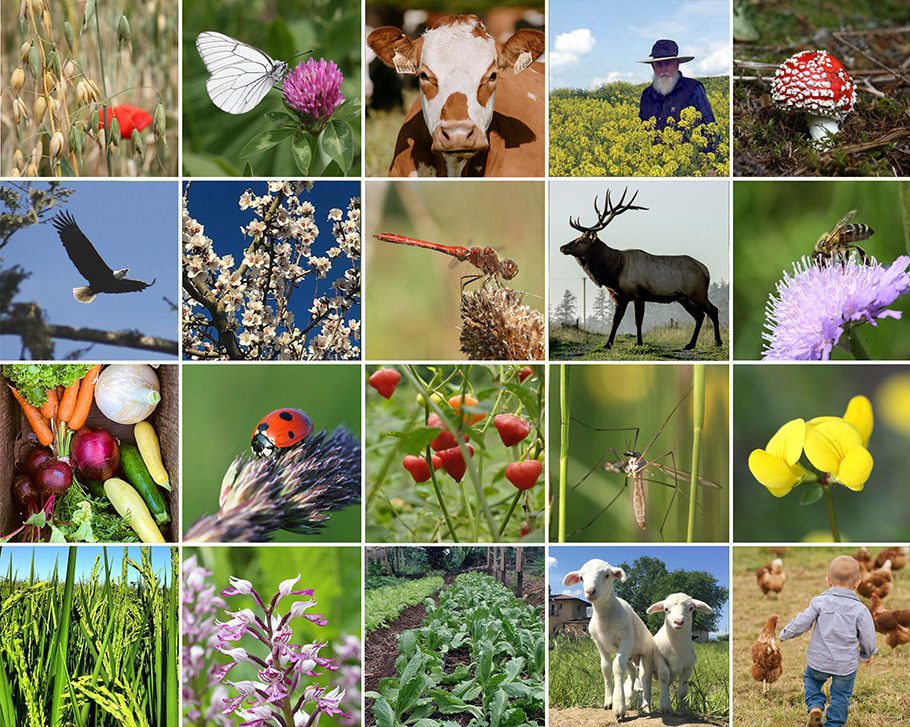 collage of animals, plants and insects