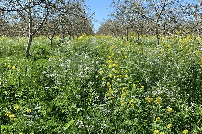Cover crops in an orchard