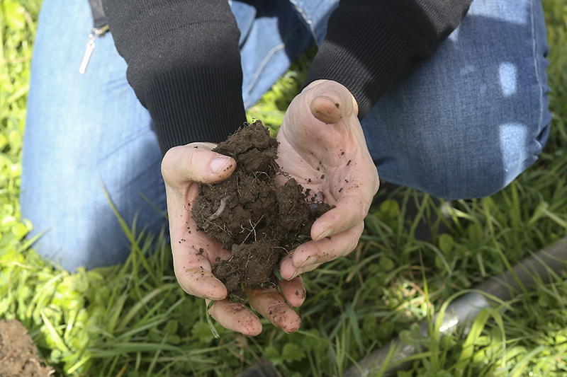 hands holding soil with an earthworm visible