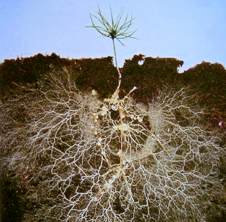 mycorrhizal fungi on small tree roots