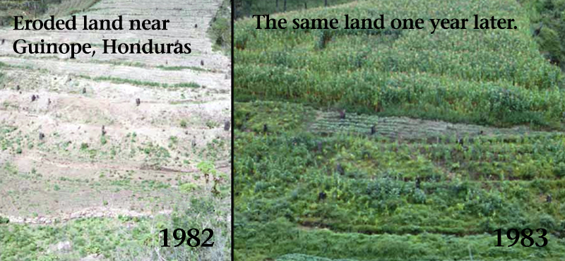 Eroded field restored with cover crops in Honduras