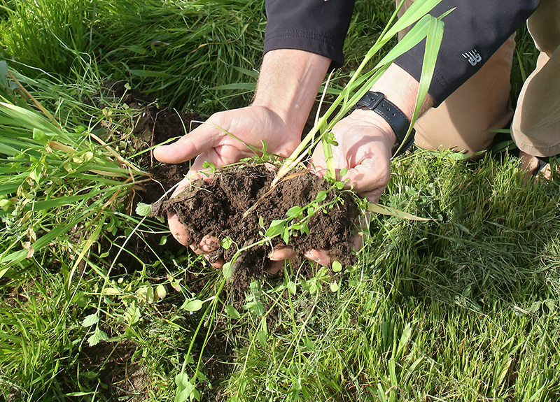 Hands holding soil with cover crops