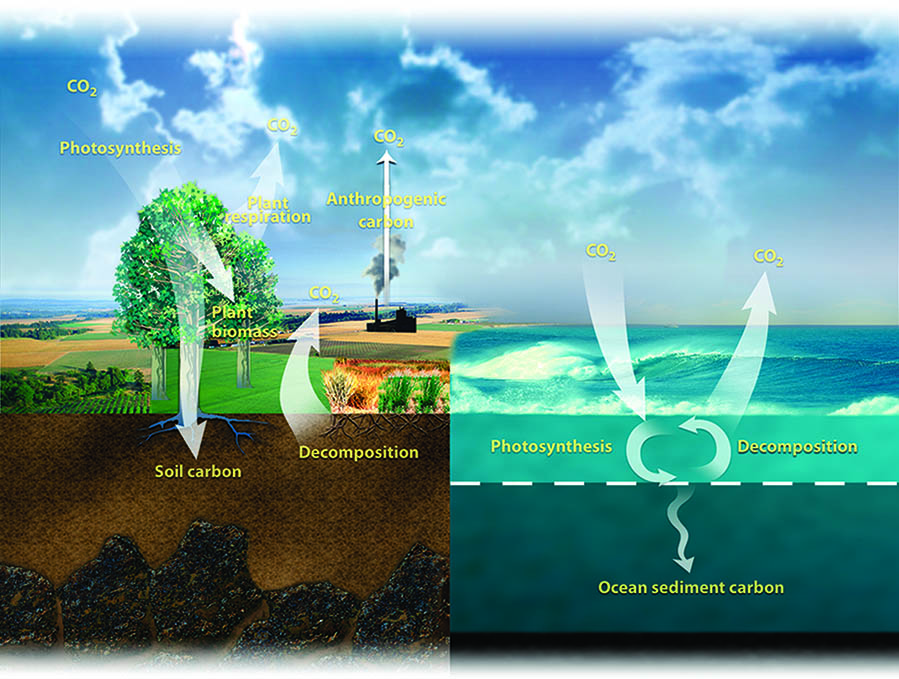 Diagram of how the carbon cycle works on land and sea.
