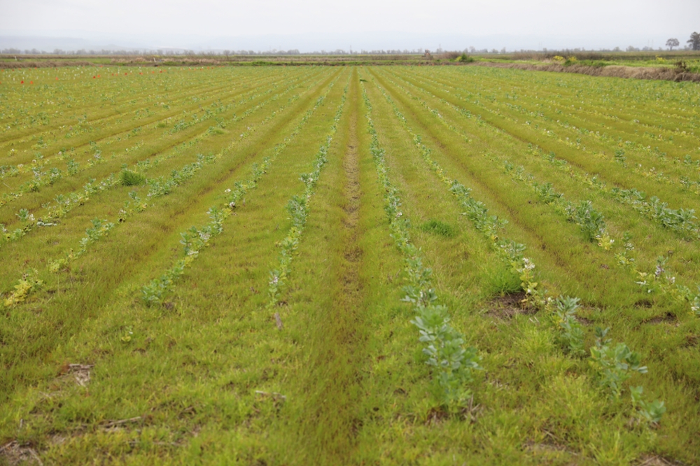 A field of fava beans