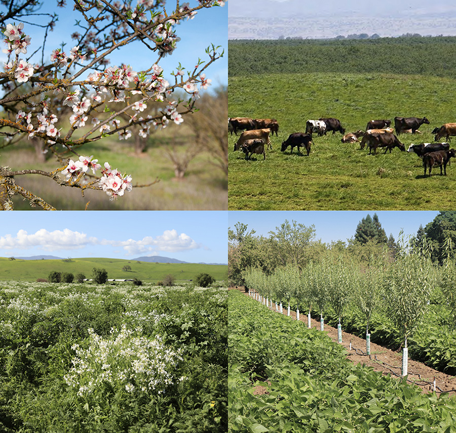 almond blossoms, cows, cover crops, and alley cropping in an orchard