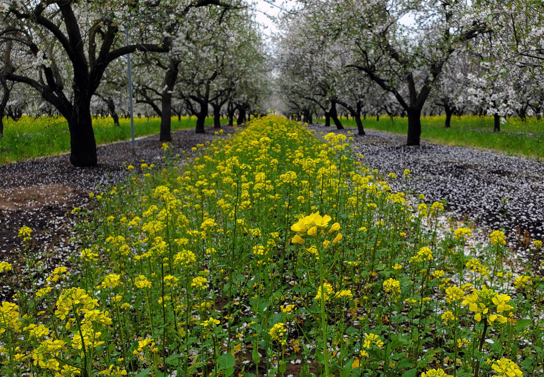 Cover crops in Ken Rapp's Orchard