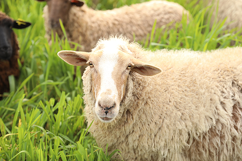 sheep in grass
