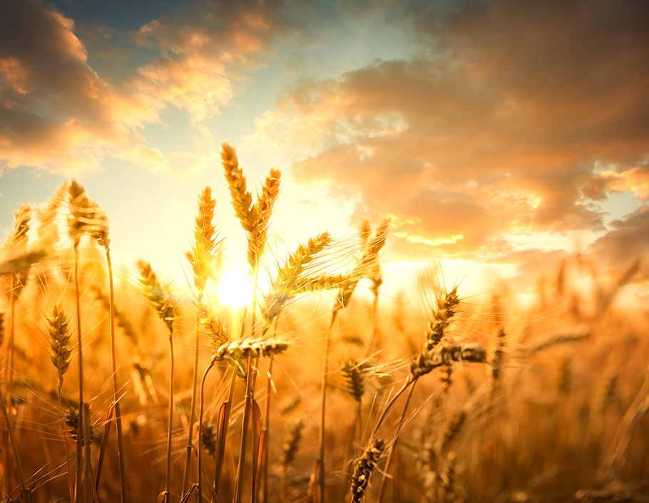 golden wheat in the field