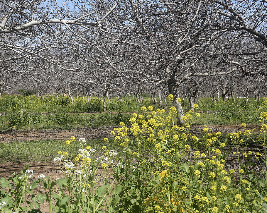 cover crops in a nut orchard at the Chico State University Farm