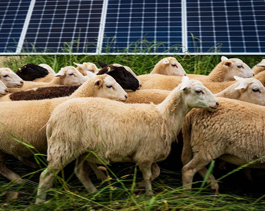 sheep with solar panels
