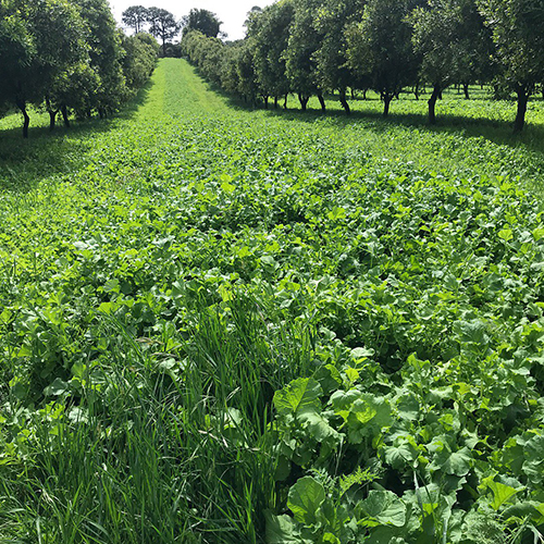 cover crops in an orchard