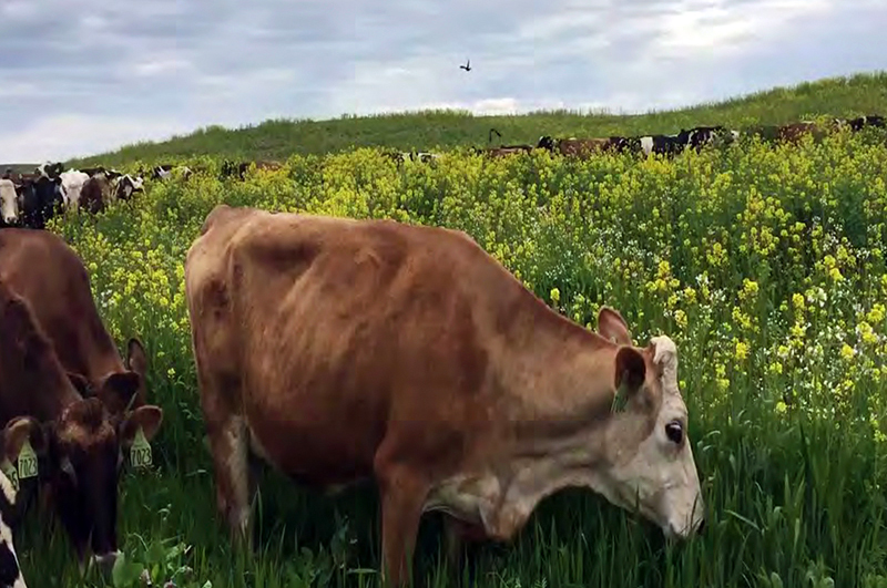 cows in cover crops