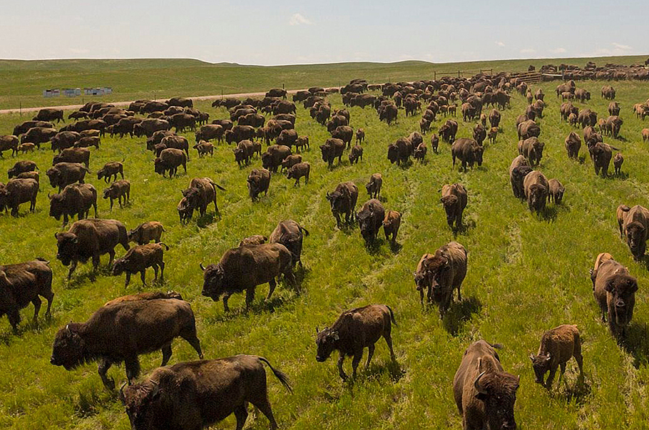 Bison herd on the move.