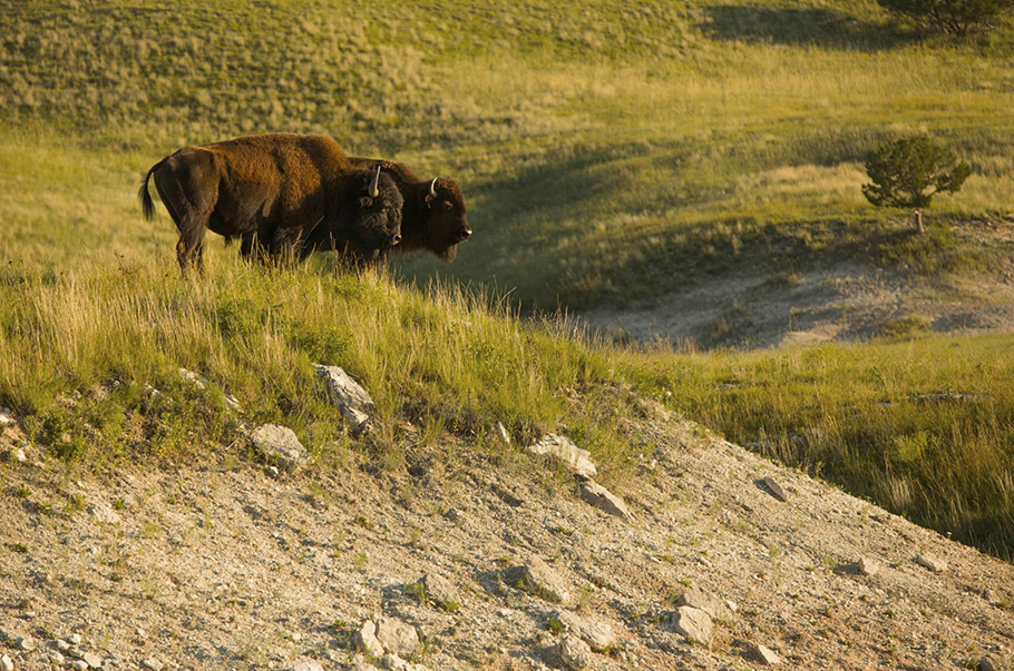 Bison in spring grass.