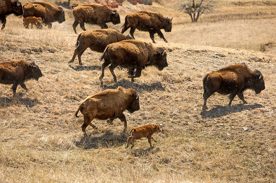 Bison herd running with a calf.