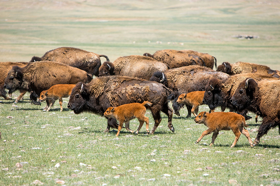 Bison adults and calves