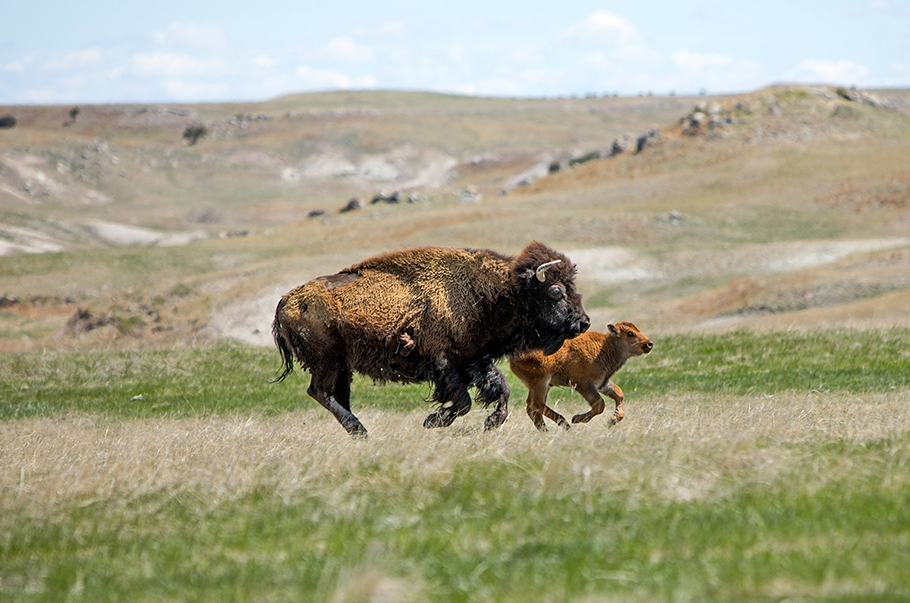 mother and child bison running together