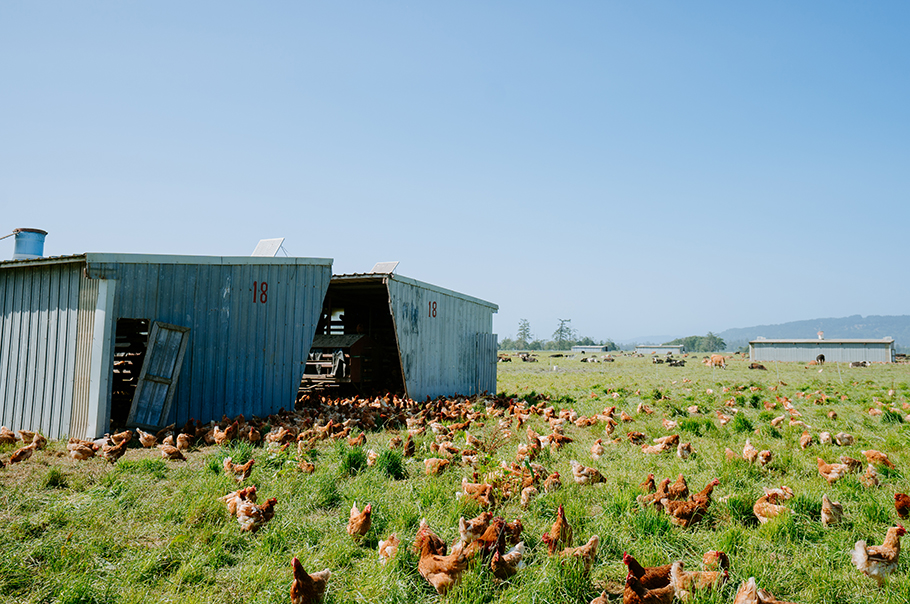 Chickens in the pasture near a mobile chicken coop.