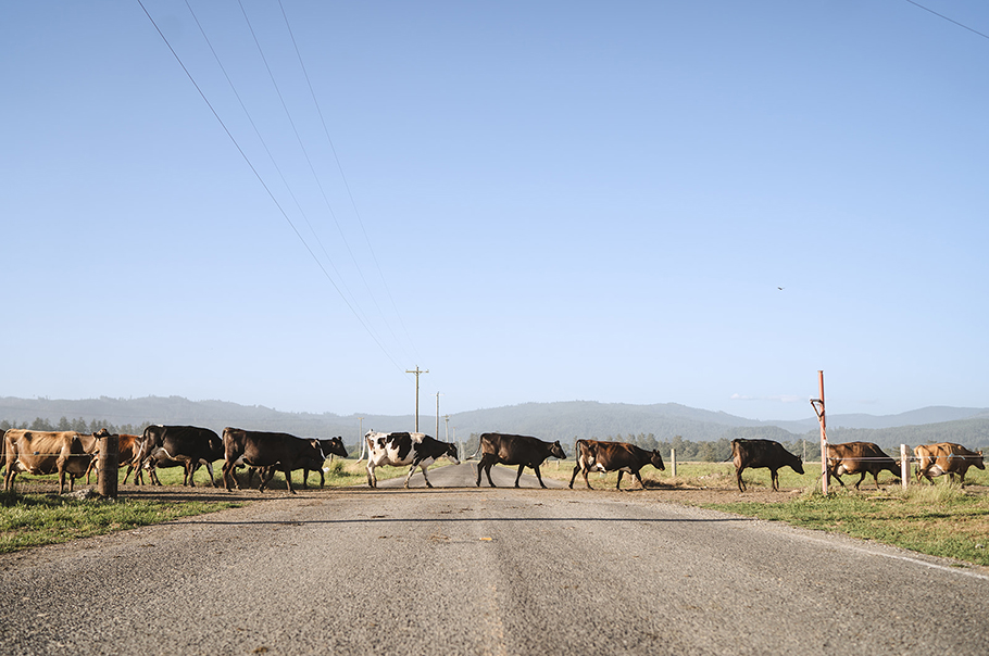 Cows crossing a lane.