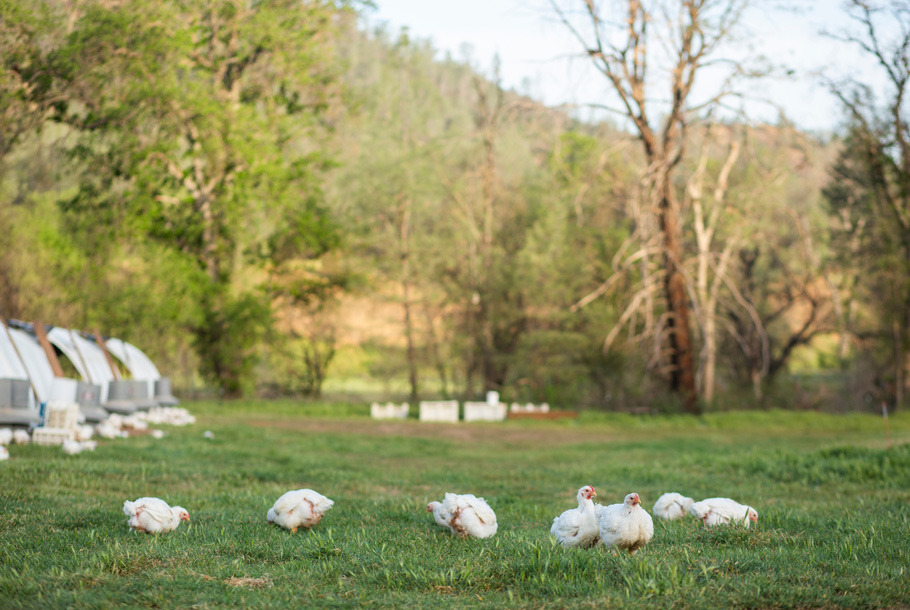 Chickens in the pasture.