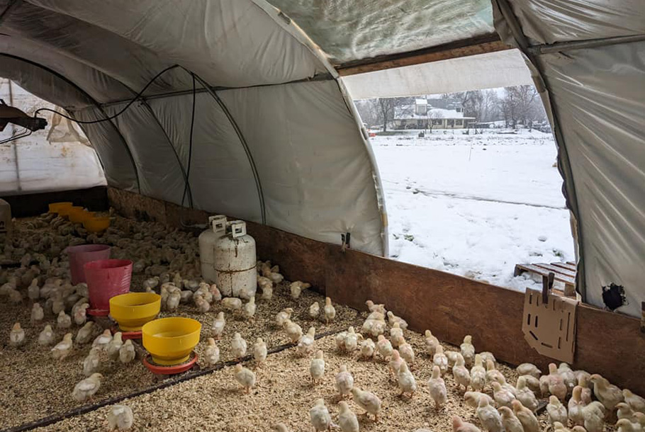 Chicks in the hoop house during the winter.