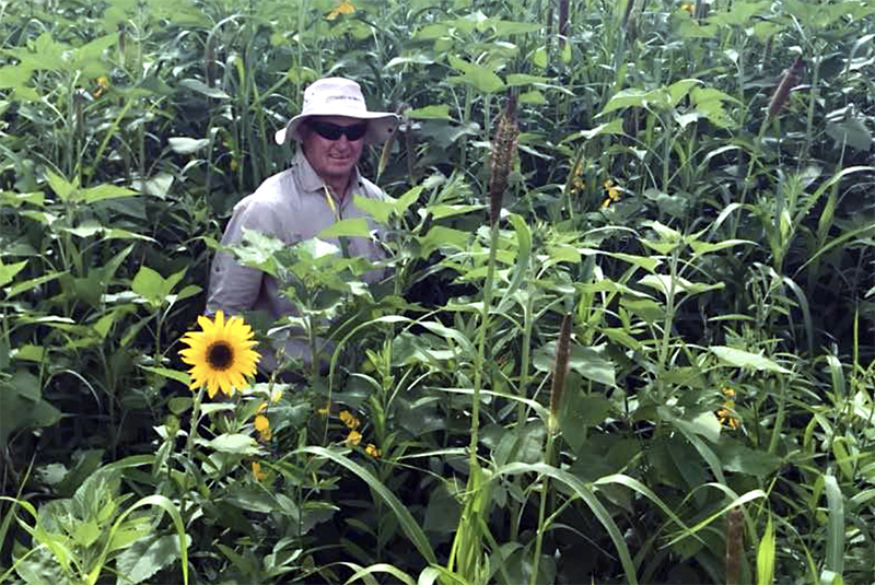 Adrian Bignell standing in a cover crop field