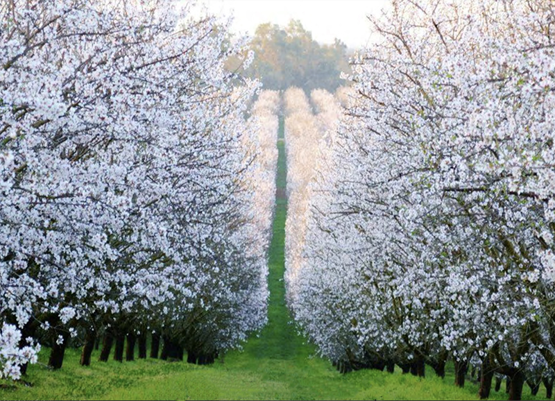Almond orchard in bloom.