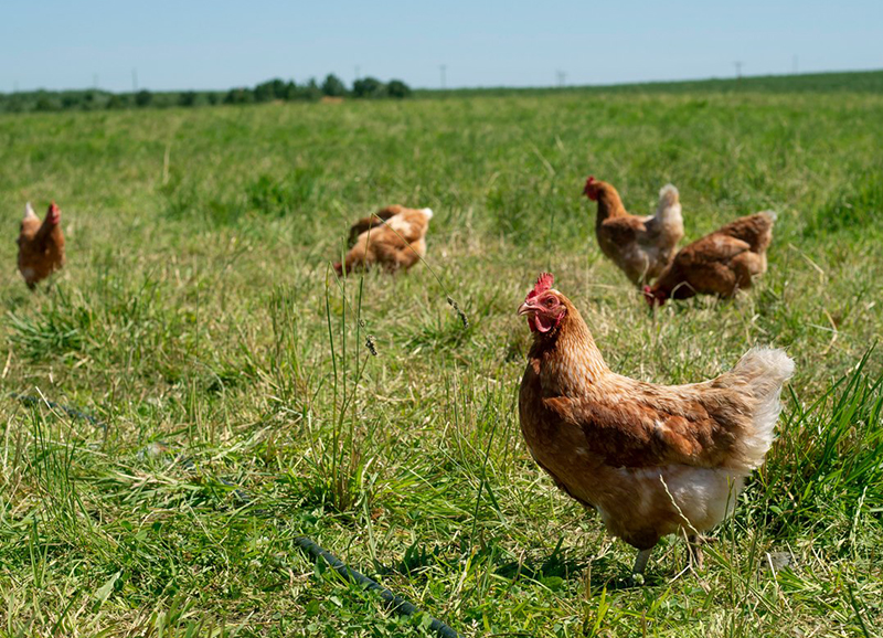 Chickens in the pasture.
