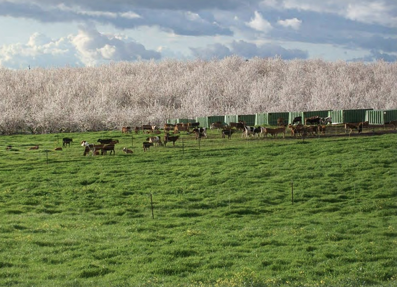Cattle grazing near the almond orchard