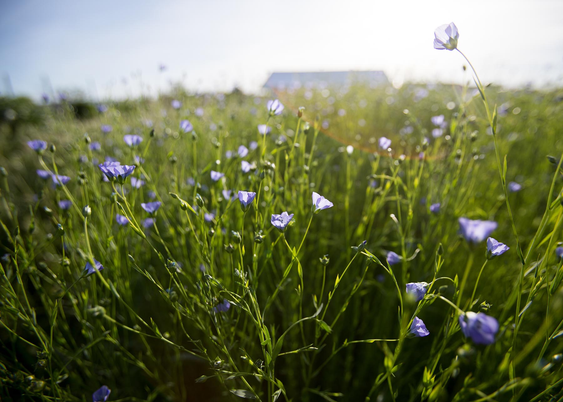 Flax in flower, photo by Paige Green of Fibershed