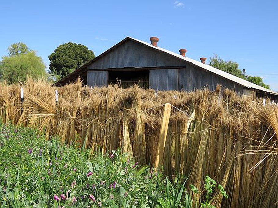 Flax hanging behind the barn.