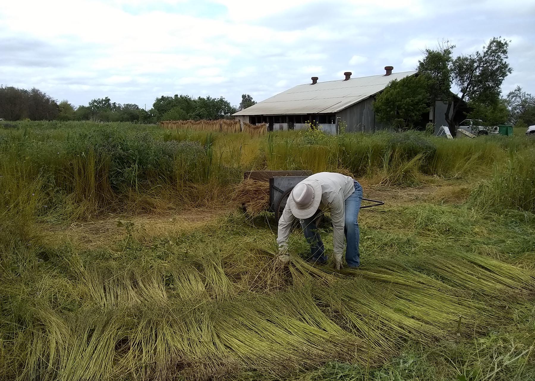 Harvesting flax