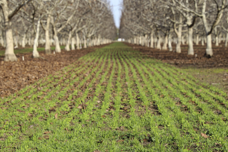 Cover crop seedlings in the walnut orchard