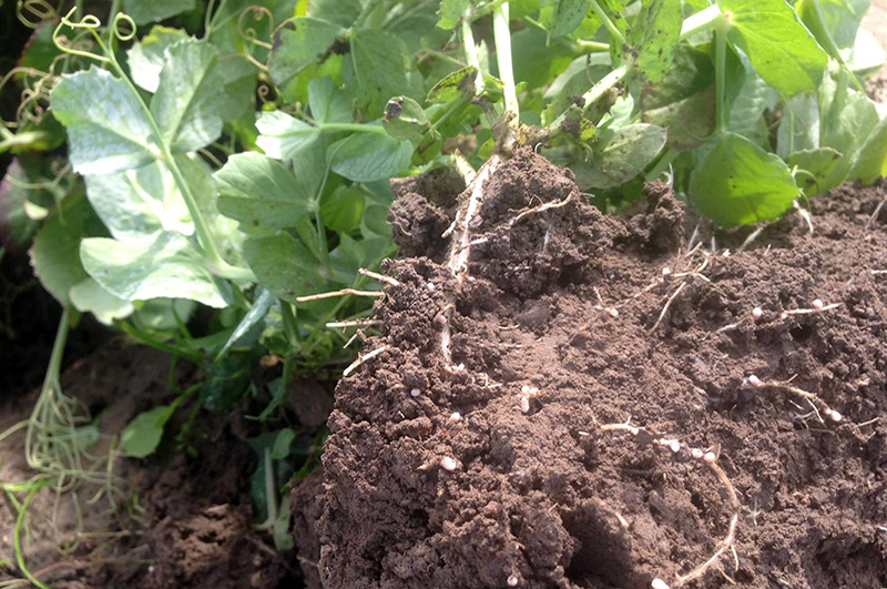 Soil with nitrogen fixing from cover crops