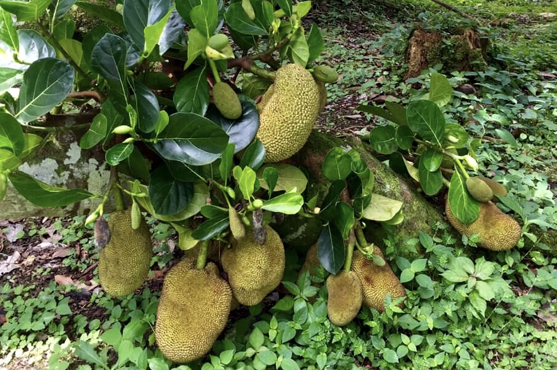 Jackfruit hanging on the trees low to the ground.