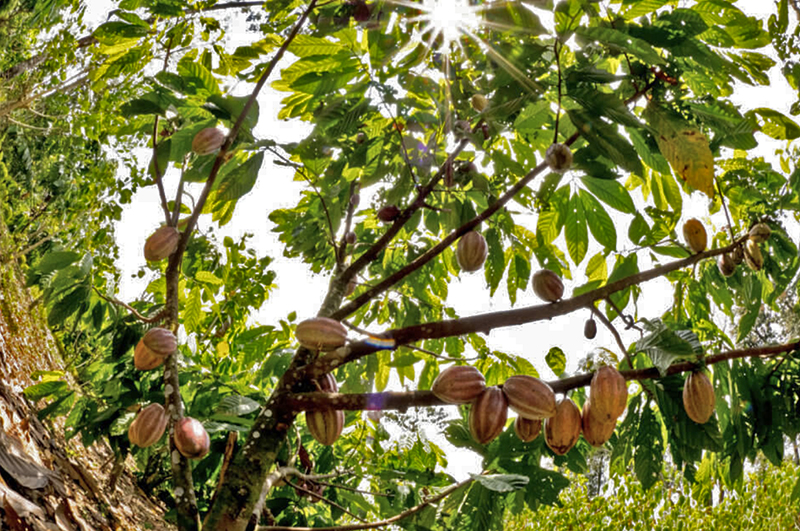 Cacao pods in the trees.