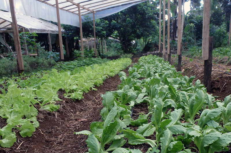 Kitchen vegetable garden at the ecolodge.