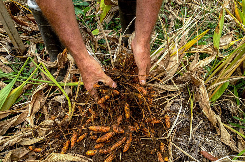 Hands harvesting turmeric roots.