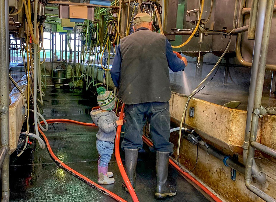 The Little Farmer and grandpa in the milking barn.