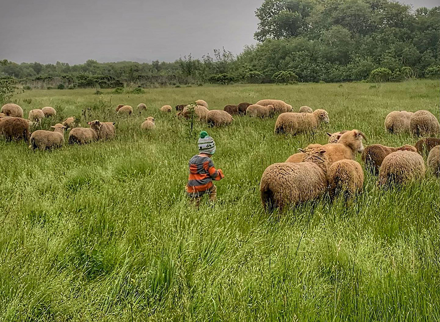 The Little Farmer and the sheep in the pasture.