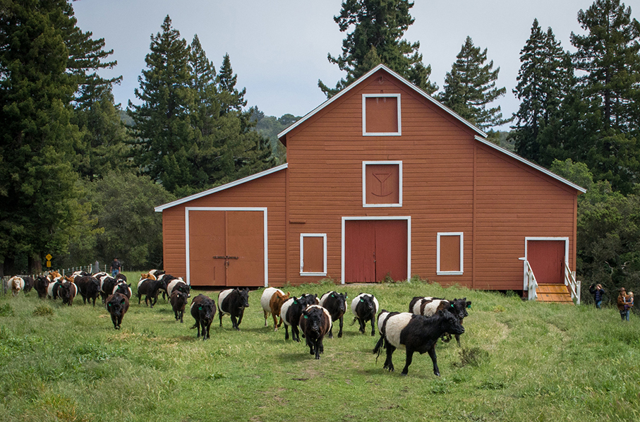 Cows entering a pasture in front of a red barn.