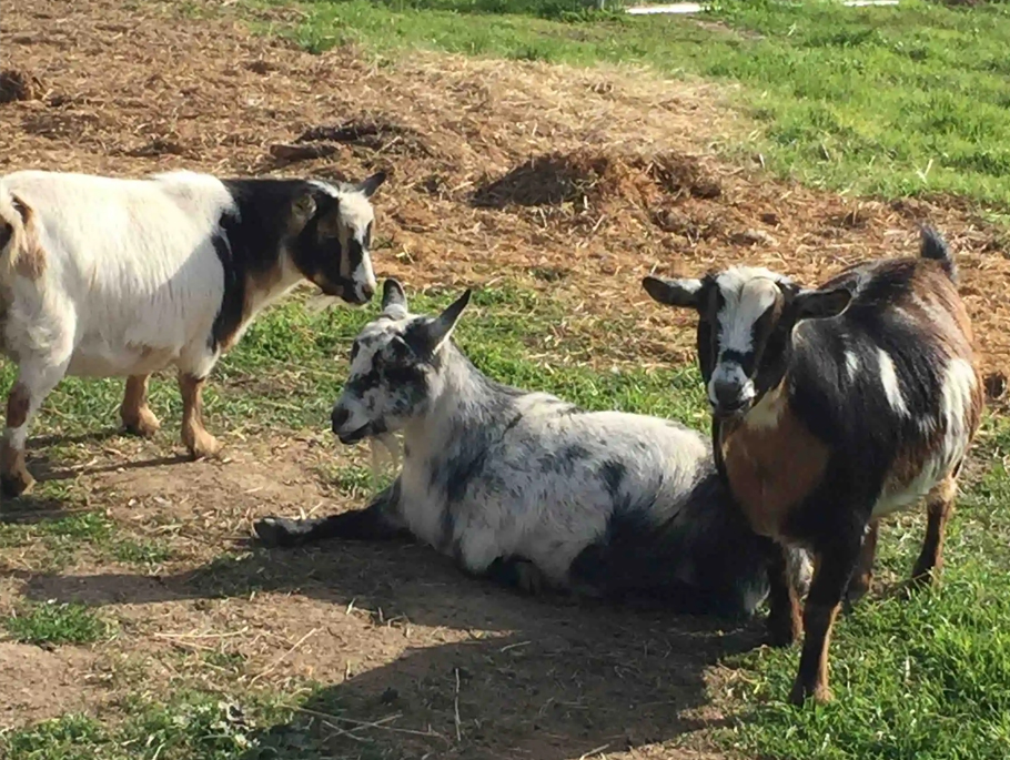 The goats Cookie, Bucky and Princess