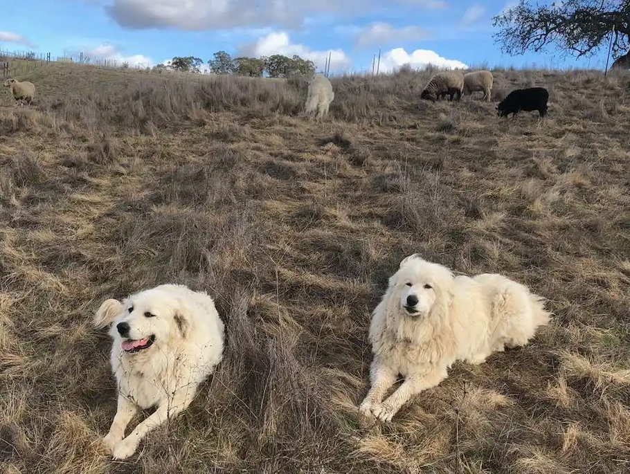 Guardian dogs with sheep at Meridian Farm