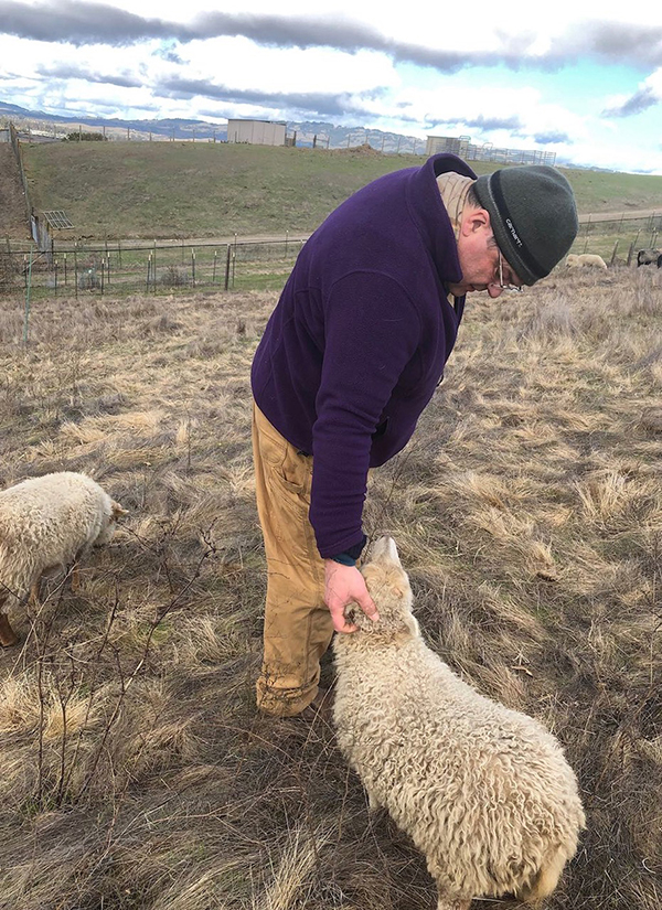 Peter Giles with sheep