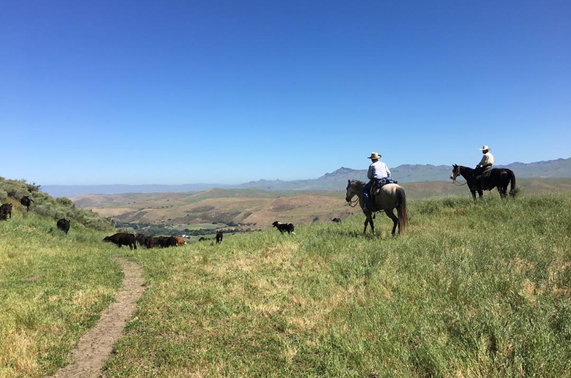cowboys with cows on the range with a path leading back to the viewer