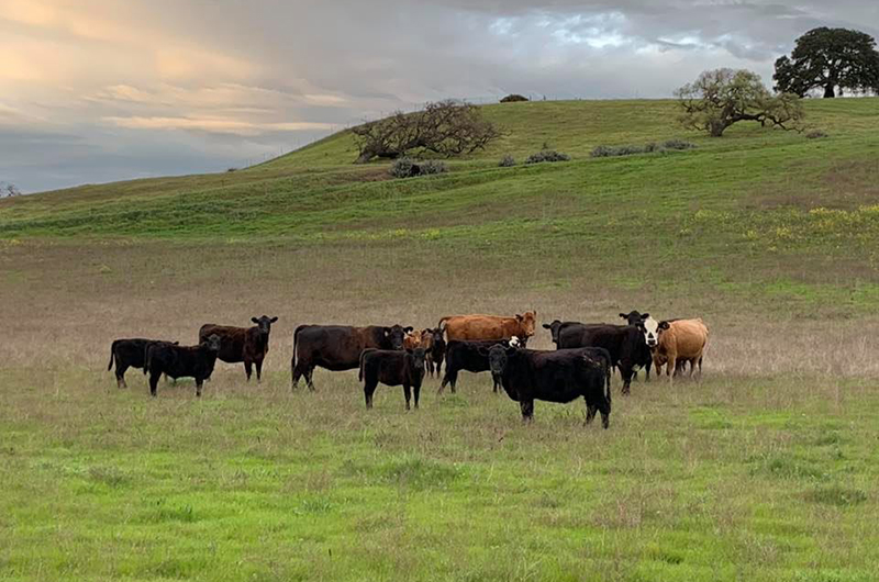 cows on rangeland
