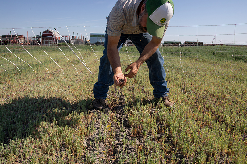 Nathanael Siemens examining the soil in his regenerative cotton field.